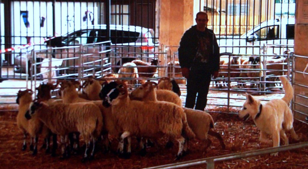 CH. Ornella du Loup de la Vieille Eglise - NHAT - CANT FCI