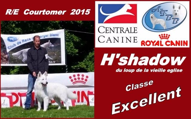 H'shadow du Loup de la Vieille Eglise - Excellent