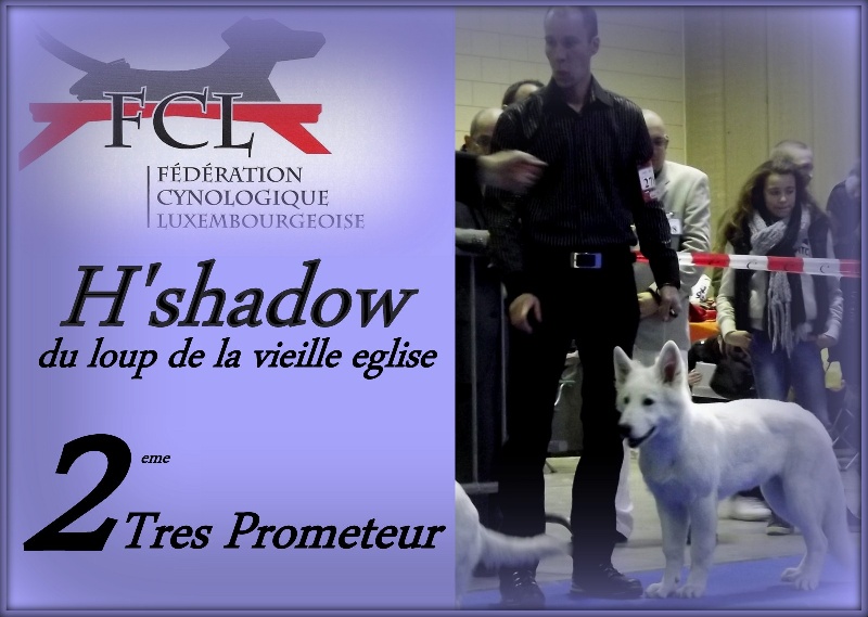 H'shadow du Loup de la Vieille Eglise - 2eme Tres Prometeur