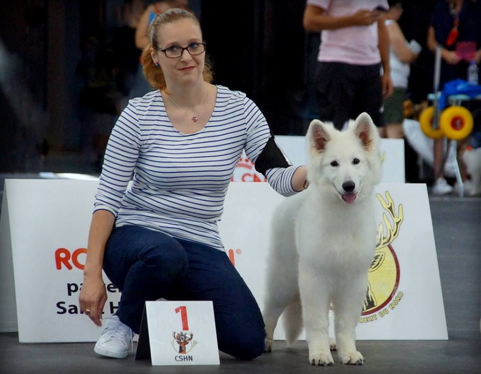 CH. Ornella du Loup de la Vieille Eglise - 1er Tres Prometeur Meilleur Baby- 3ieme Meilleur Baby de DUNKERQUE