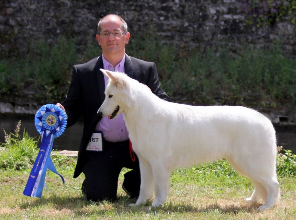 CH. Ornella du Loup de la Vieille Eglise - 1er Exellent CACS BOB BOG2 Speciale De Race
