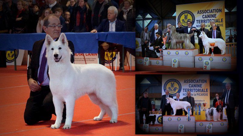 CH. Ornella du Loup de la Vieille Eglise - 1er Excellent BOJ, BOB, BOG 1 et BIS 2