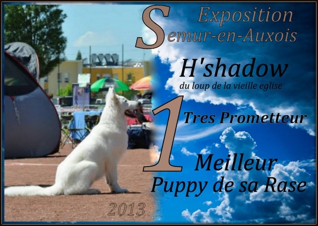 H'shadow du Loup de la Vieille Eglise - 1er tres Prometteur Meilleur Puppy