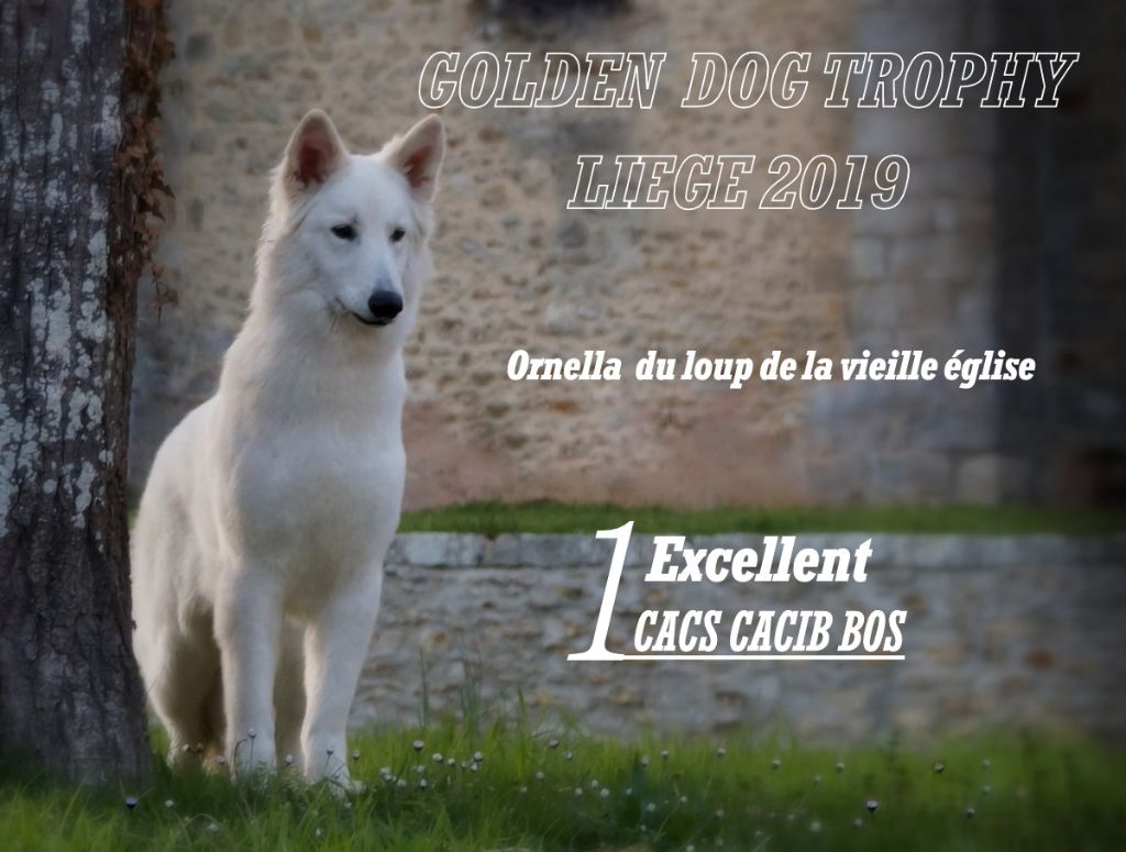 CH. Ornella du Loup de la Vieille Eglise - 1 er Exellent CACS CACIB BOS