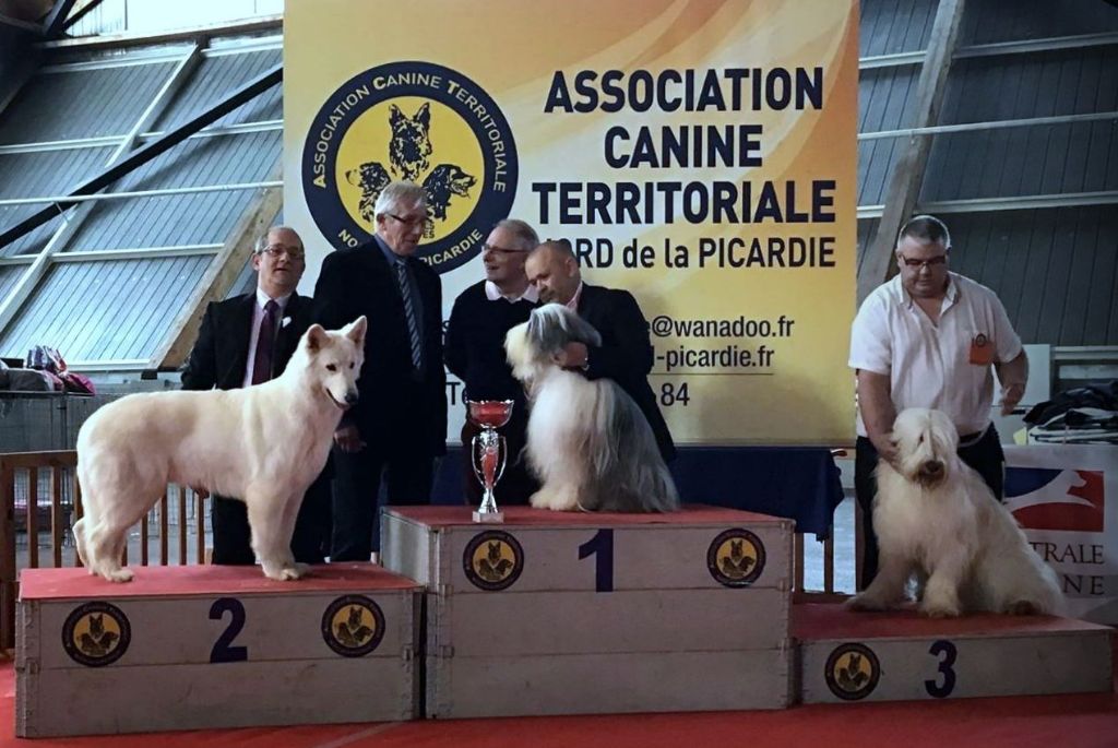 CH. Ornella du Loup de la Vieille Eglise - BOB Meilleur de Race Meilleur Champion 2ieme Meilleur chien du 1 Groupe