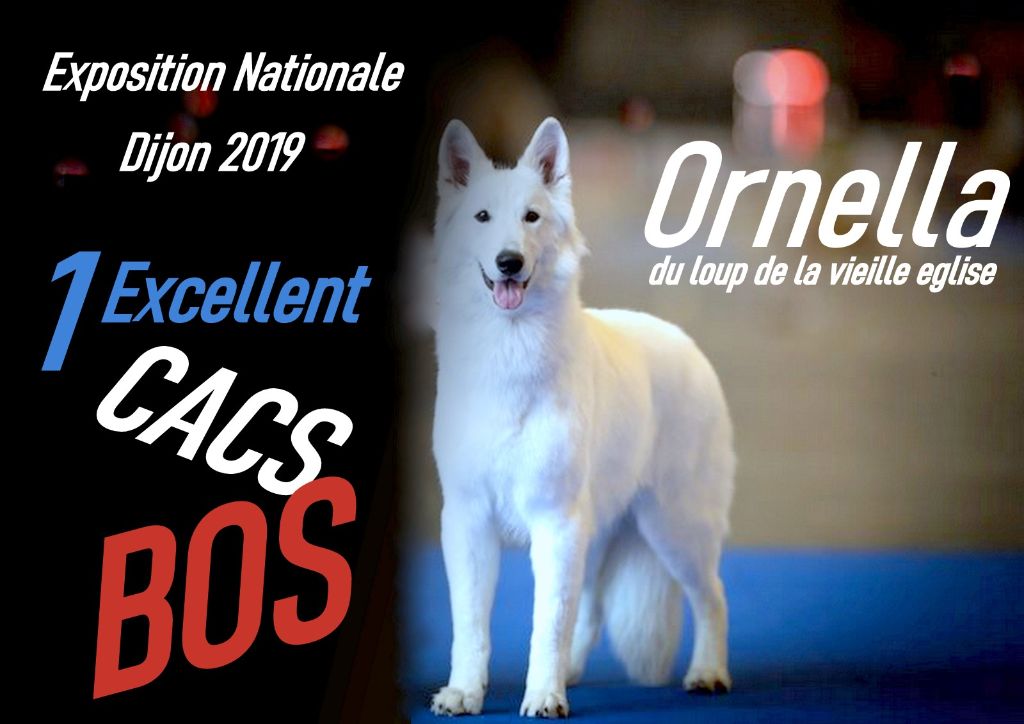 CH. Ornella du Loup de la Vieille Eglise - 1er Exellent CACS BOS