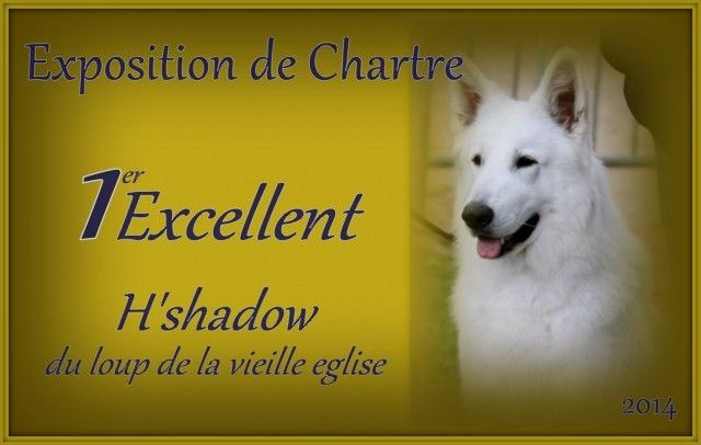 H'shadow du Loup de la Vieille Eglise - 1 EXCELLENT