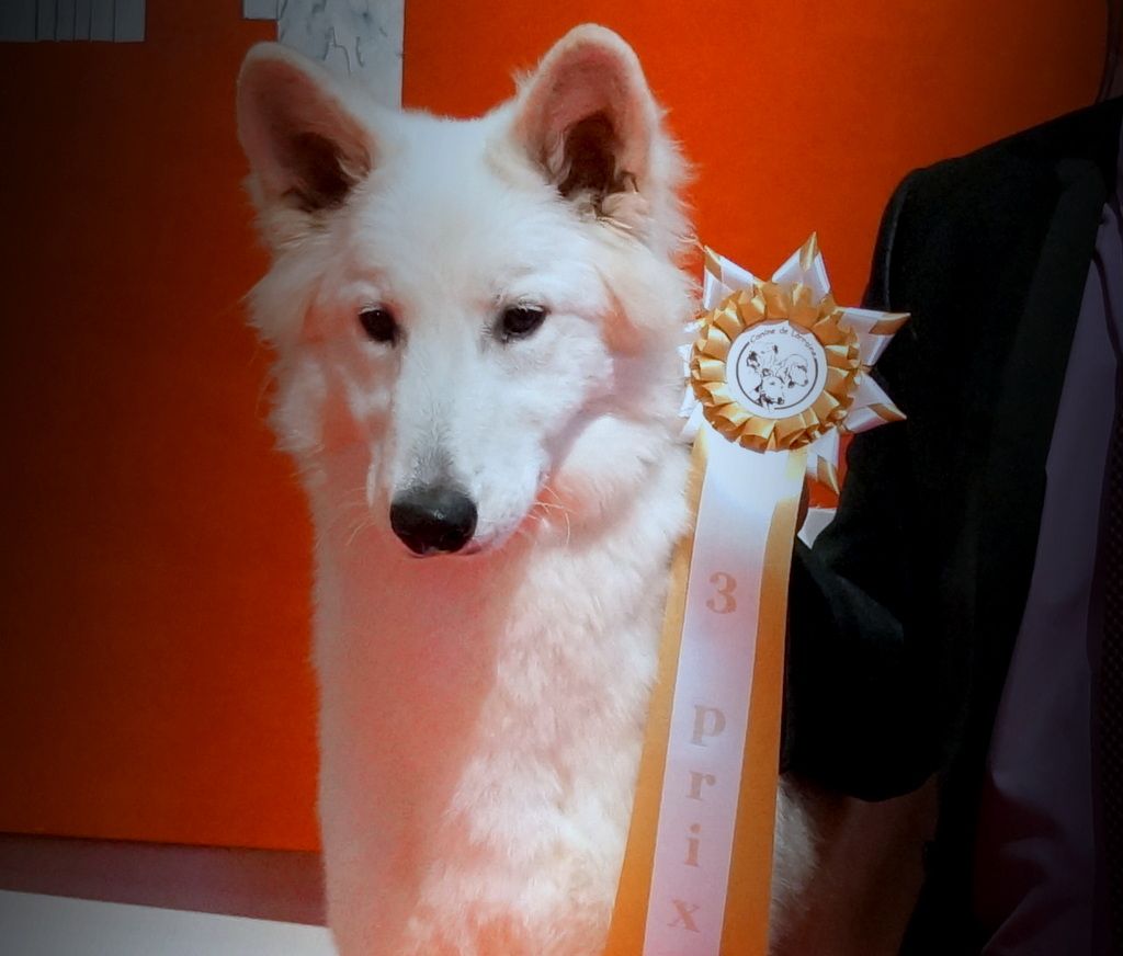 CH. Ornella du Loup de la Vieille Eglise - 1 tres prometteur Meilleur puppy de l'exposition