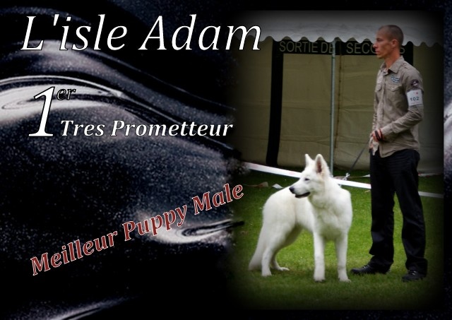 H'shadow du Loup de la Vieille Eglise - 1er tres prometteur meilleur puppy male