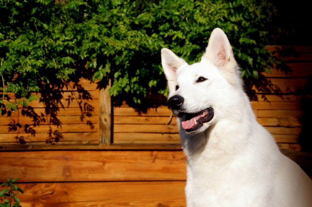 CH. Ornella du Loup de la Vieille Eglise - 1er Exellent CACS BOS