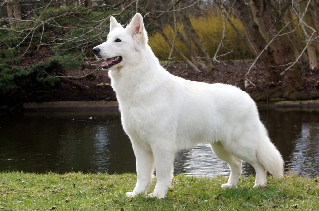 CH. Ornella du Loup de la Vieille Eglise - Trophée Christian Eymar Dauphin