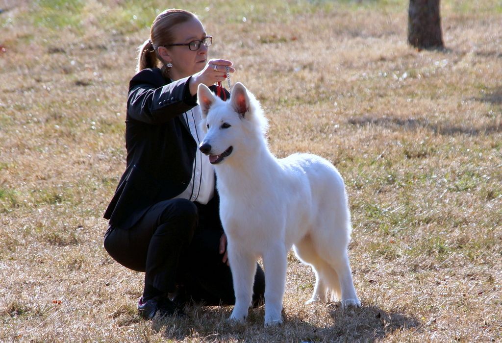 CH. Ornella du Loup de la Vieille Eglise - 2 Tres Prometeur