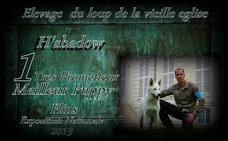 H'shadow du Loup de la Vieille Eglise - 1er Tres Prometteur Meilleur Best Puppy