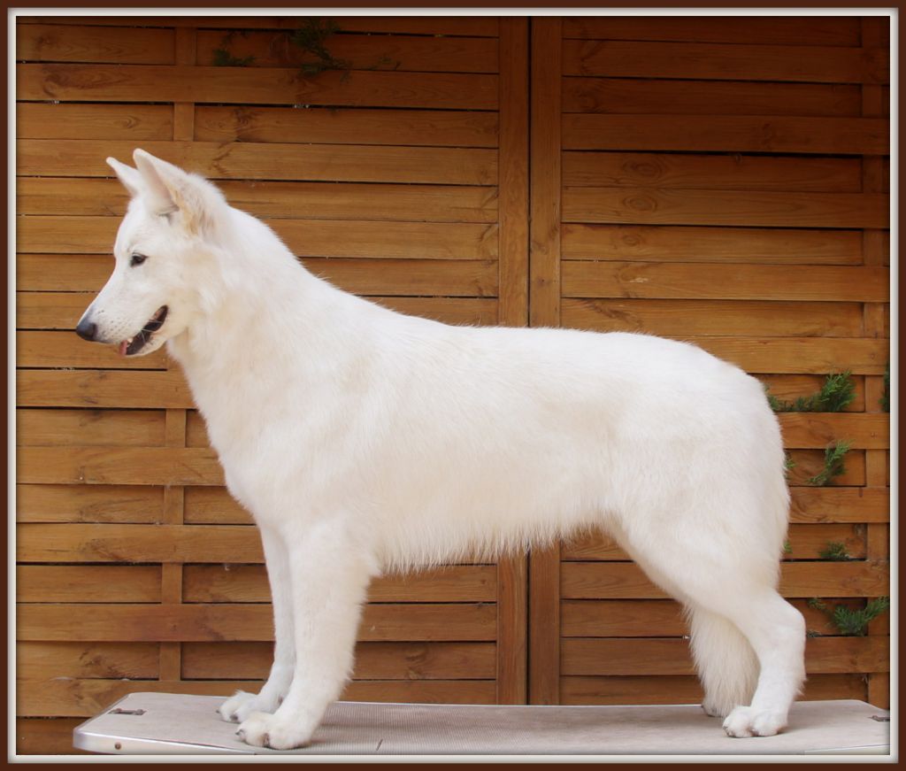 CH. Ornella du Loup de la Vieille Eglise - 1er Excellent CACS BOB Meilleur de Race