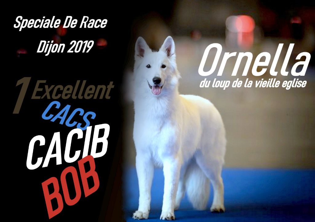 CH. Ornella du Loup de la Vieille Eglise - 1er Exellent CACS CACIB BOB Meilleur De Race