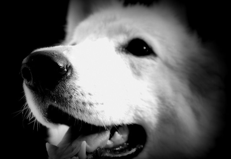 CH. Ornella du Loup de la Vieille Eglise - Test réussi