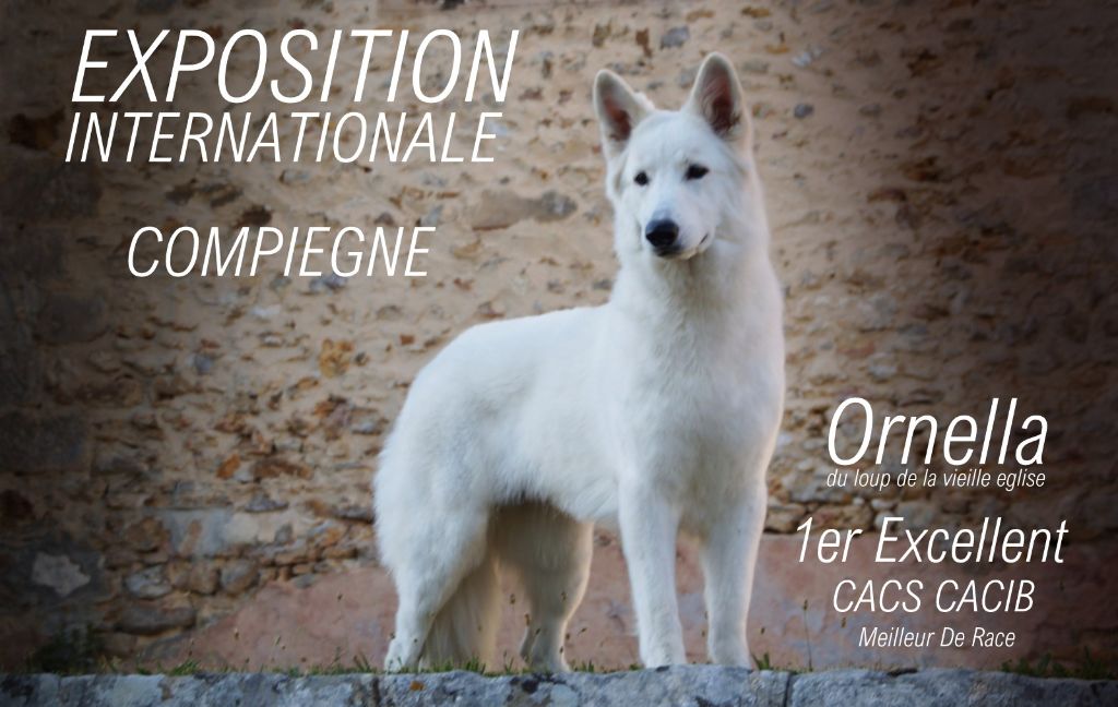 CH. Ornella du Loup de la Vieille Eglise - 1er Exellent CACS CACIB BOB Meilleur De Race