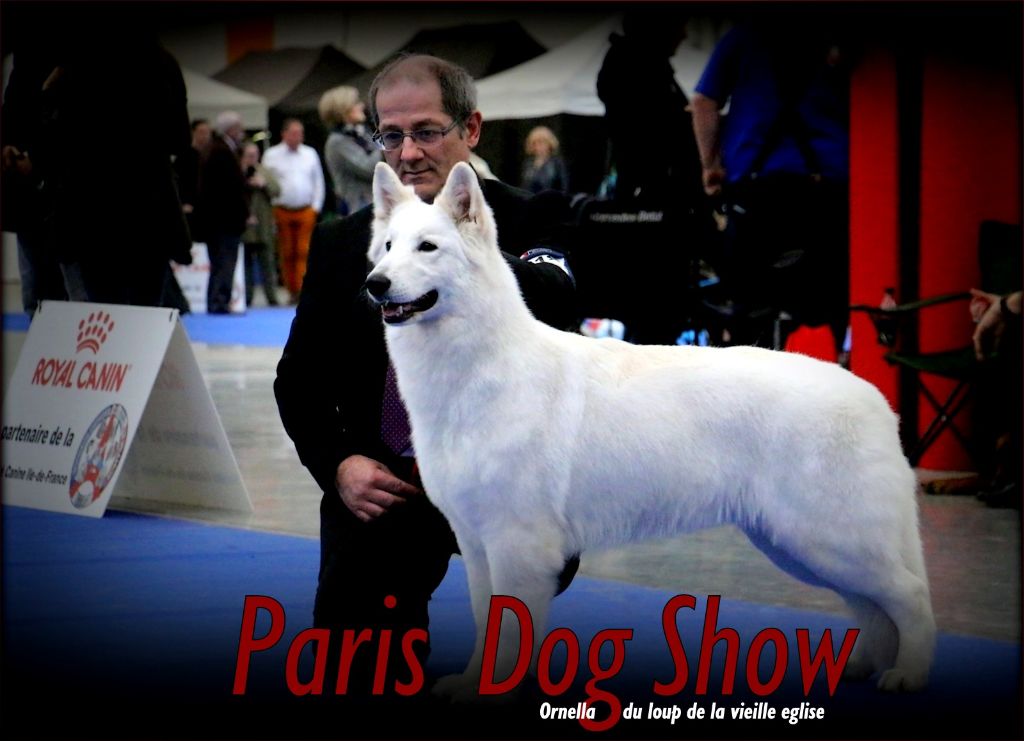 CH. Ornella du Loup de la Vieille Eglise - 2 Excellent