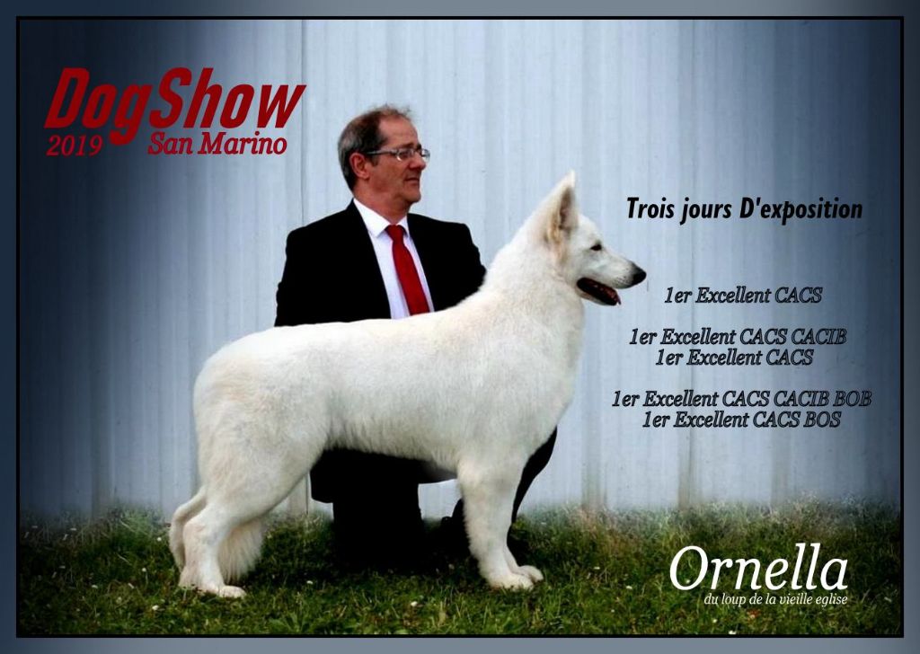 CH. Ornella du Loup de la Vieille Eglise - 1er Excellent CACS CACIB BOB