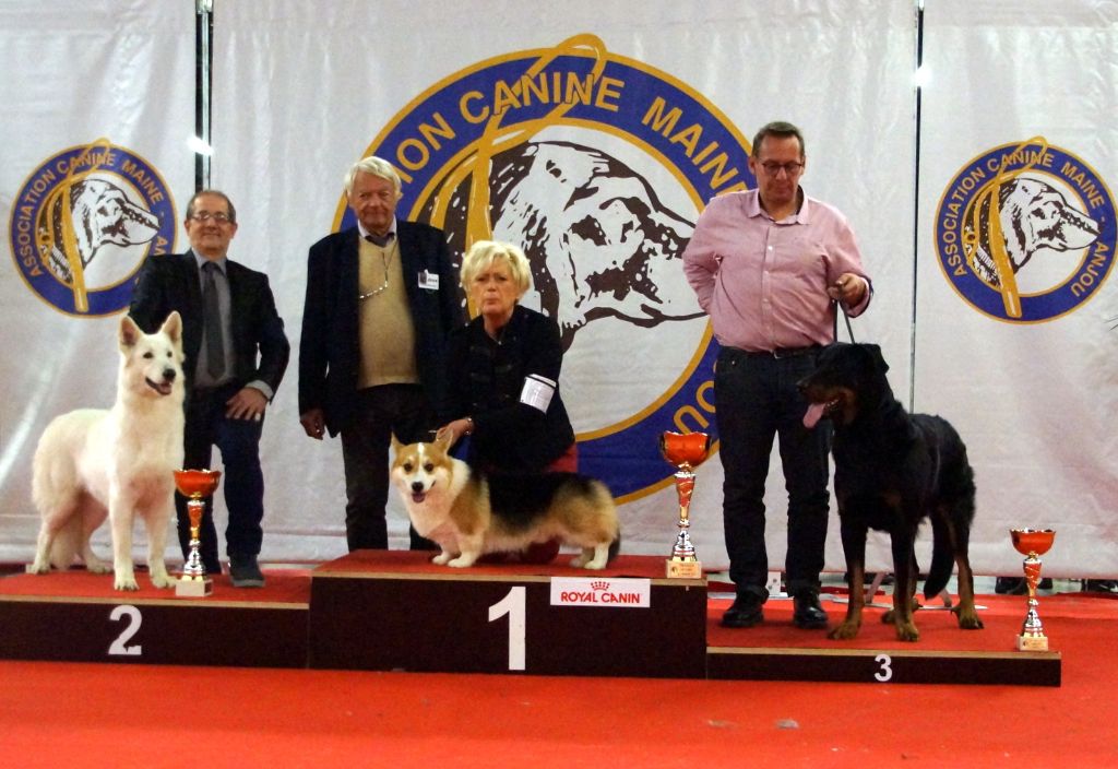 CH. Ornella du Loup de la Vieille Eglise - 1er Excellent CACS BOB 2 ieme Meilleur chien du groupe 1