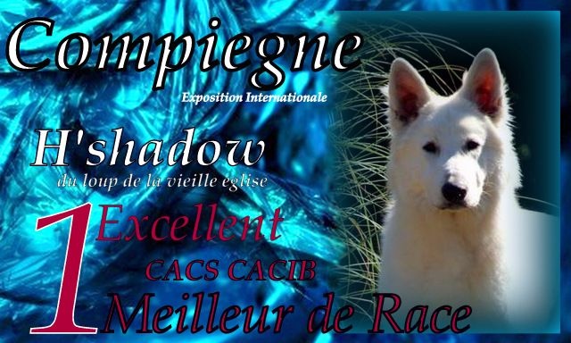 H'shadow du Loup de la Vieille Eglise - 1er Excellent CACS CACIB Meilleur de Race