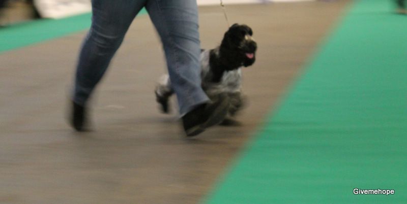 TR. Givemehope Loreleï-fantasy - Excellent, 1, CAC, BOB travail