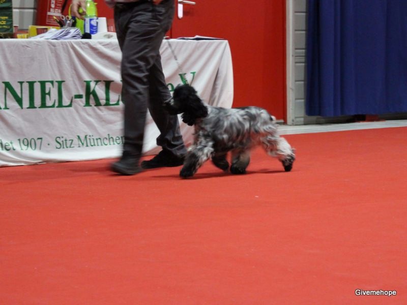 TR. Givemehope Loreleï-fantasy - Viel Versprechend (Très Prometteur), 1ère, BEST PUPPY