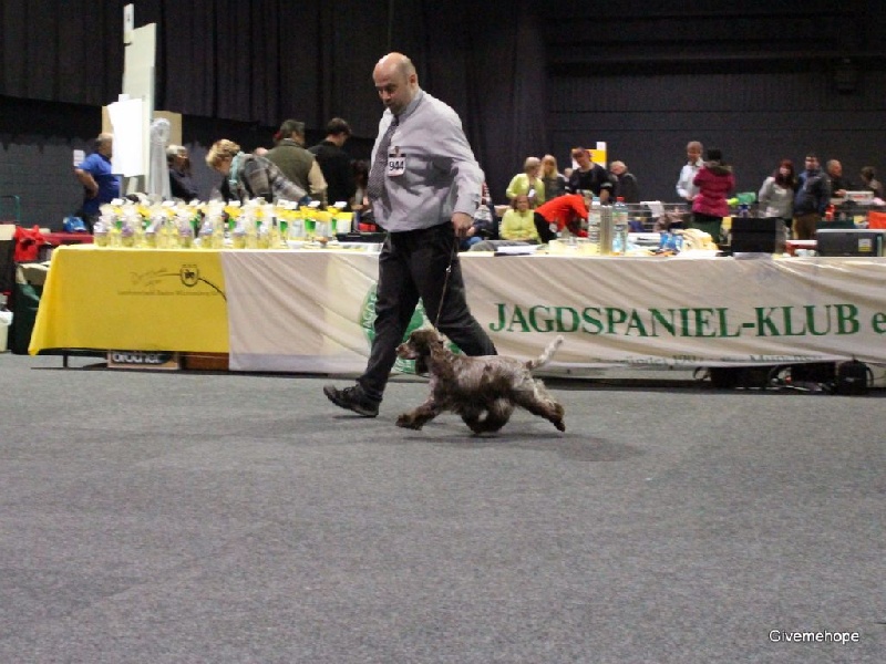 CH. Drogheda von der beyenburg - Vorzüglich 3