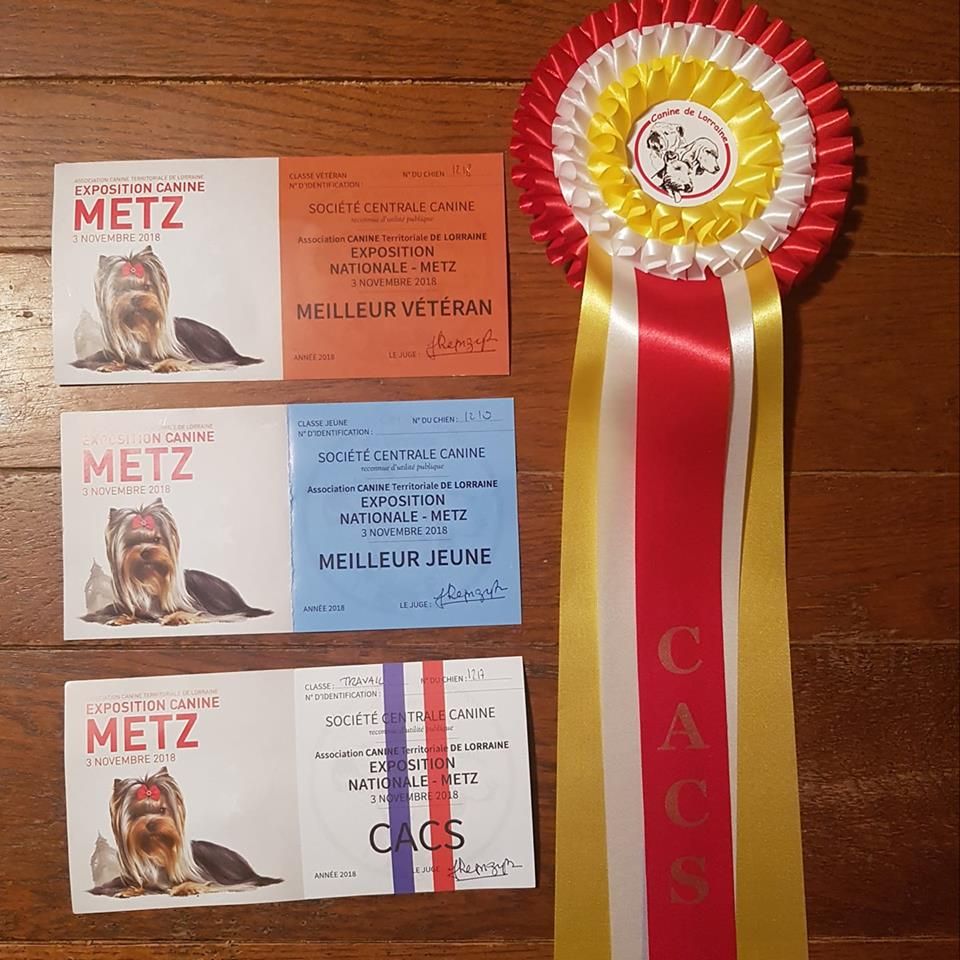 CH. Drogheda von der beyenburg - excellent, 1ère, BOB Vétéran