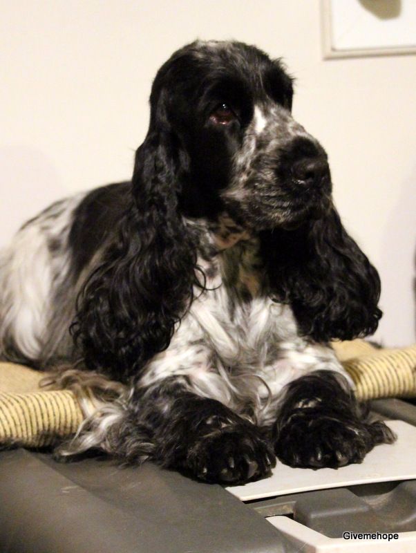 TR. Givemehope Loreleï-fantasy - Excellent 1, CACS