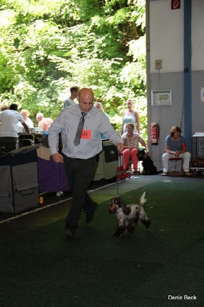 CH. Drogheda von der beyenburg - Vorzglich 1, CAC-VDH, res-KLUB-CAC