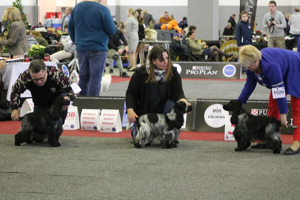 TR. Givemehope Loreleï-fantasy - 1ère, excellent, Meilleur Chien de Travail