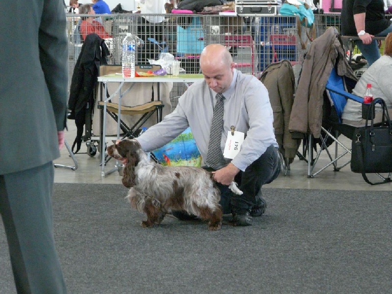 CH. Drogheda von der beyenburg - vorzüglich 1, CAC-VDH, r-Klub-CAC, RCACIB