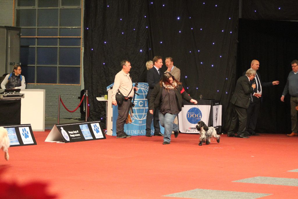 TR. Givemehope Loreleï-fantasy - 1ère, excellent, Meilleur Chien de Travail