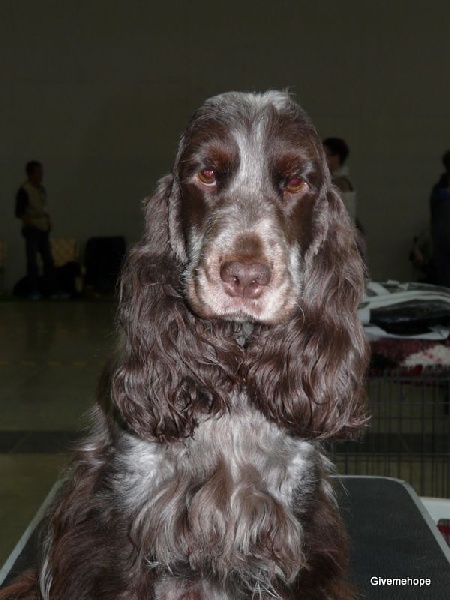 CH. Drogheda von der beyenburg - Sehr Gut 3