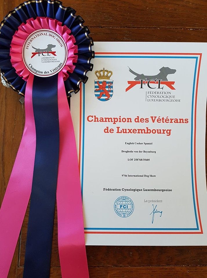 CH. Drogheda von der beyenburg - Excellent 1, Champion des Vétérans du Luxembourg