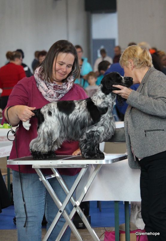 TR. Givemehope Loreleï-fantasy - excellent, 1ère (classe travail), RCACS