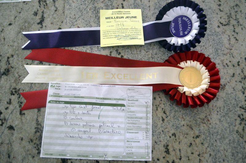 O'biscotte dite orphée de la Closerie Deval - 1er Excellent en Classe jeune Meilleur jeune