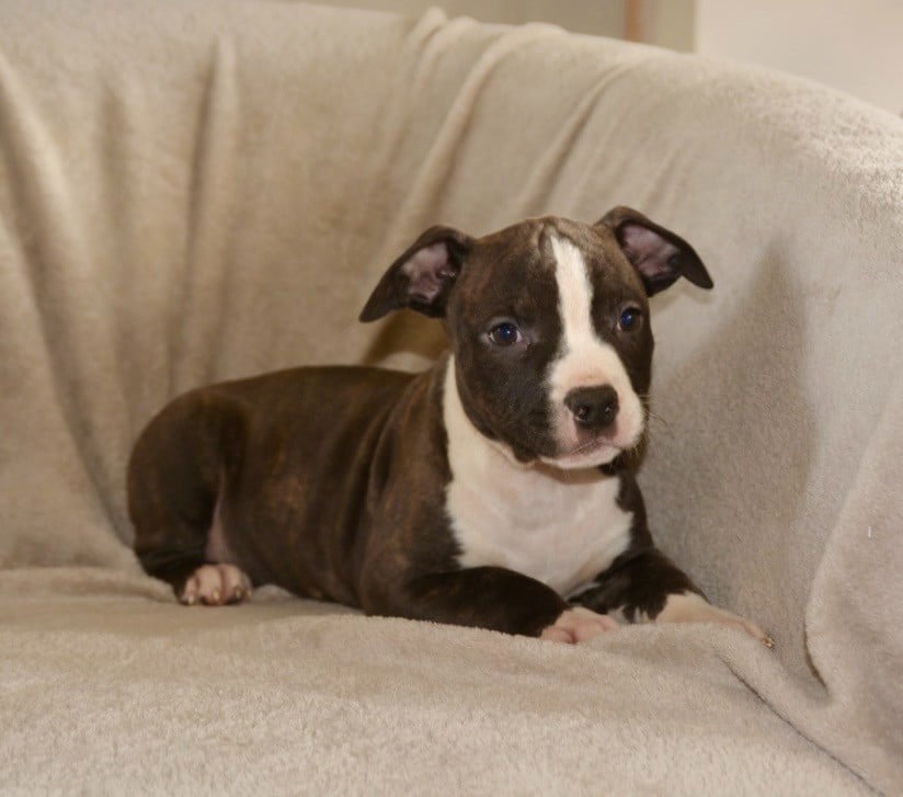 Chiot American Staffordshire Terrier