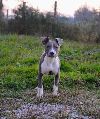 Les chiots de American Staffordshire Terrier