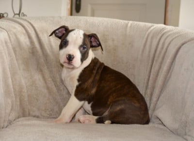 Les chiots de American Staffordshire Terrier