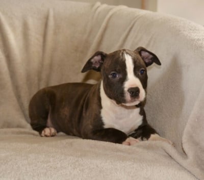 Les chiots de American Staffordshire Terrier