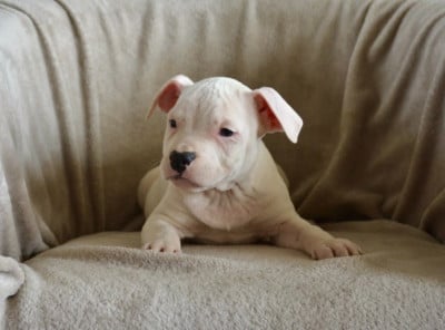 Les chiots de American Staffordshire Terrier