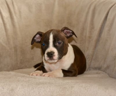 Les chiots de American Staffordshire Terrier