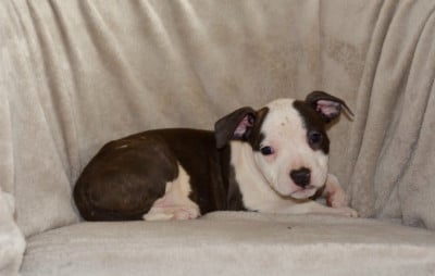Les chiots de American Staffordshire Terrier