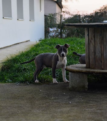 Les chiots de American Staffordshire Terrier