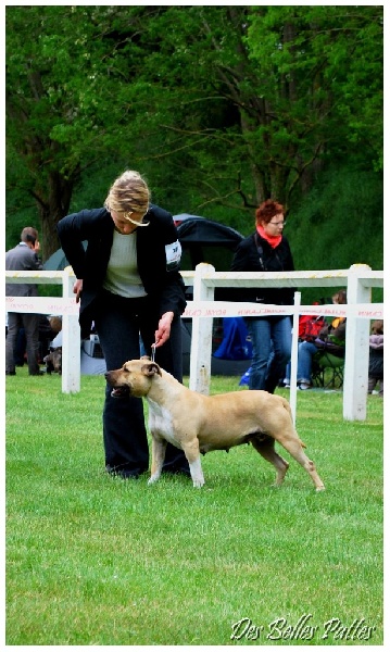 Celtic vicking's girls des Bentleys d'argent - 4ème Excellente Classe Ouverte