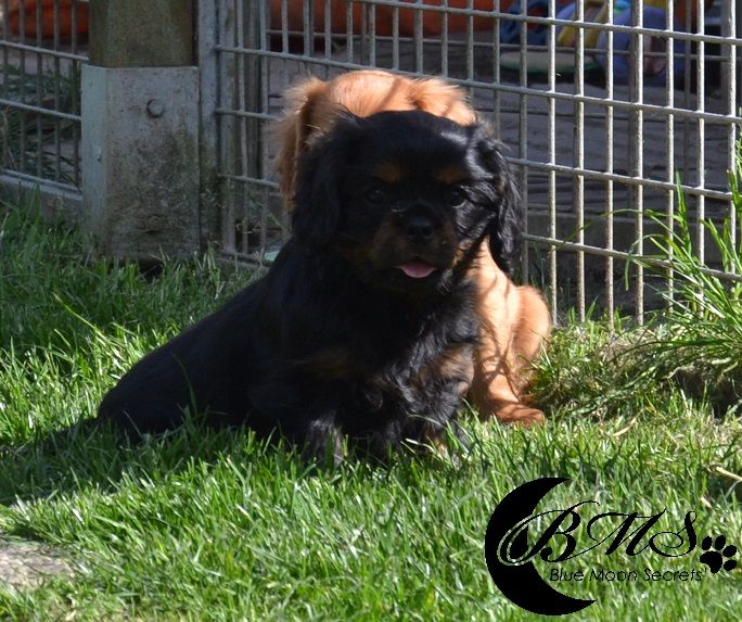 Publication : Blue Moon Secrets Auteur : Maud AUTERLOT