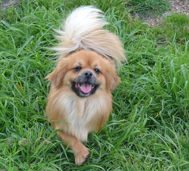 Publication : Blue Moon Secrets Auteur : Maud AUTERLOT