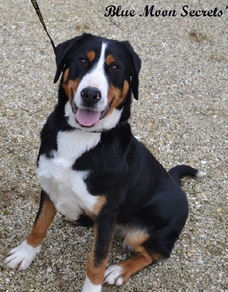 Publication : Blue Moon Secrets Auteur : Maud AUTERLOT